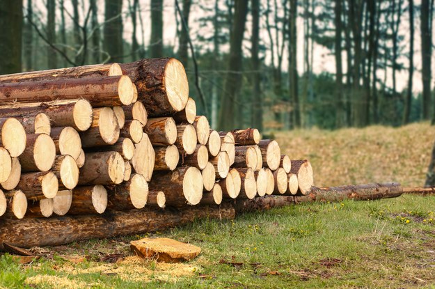 Przemysł drzewny w kryzysie. Przedsiębiorcy napisali do premiera