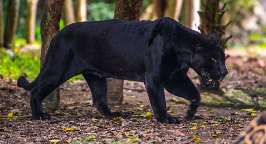 Czarna pantera na wolności. Niesamowite nagranie z Anglii
