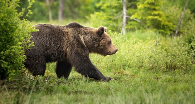 Niedźwiedź uciął sobie drzemkę koło domu. Zobacz nagranie