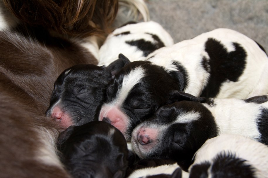 Przetrzymywała 70 psów w dwóch pokojach. Policja zlikwidowała hodowlę [FILM]