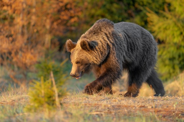 Niedźwiedź widziany w pobliżu domów. Mieszkańcy Limanowej muszą uważać
