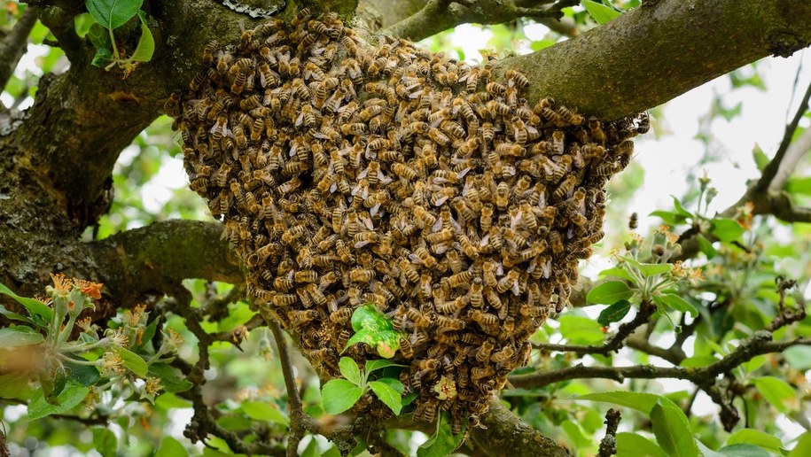 Kobieta wypuściła rój pszczół na interweniujących policjantów