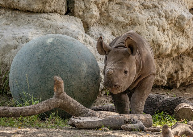 ​Zagrożony wyginięciem nosorożec biały przyszedł na świat w brytyjskim zoo