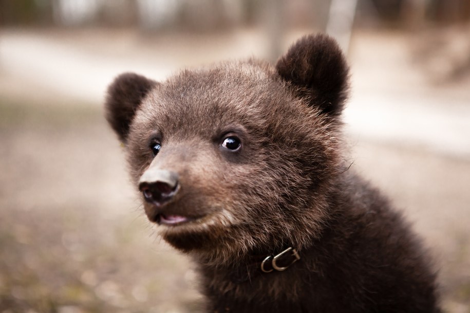 Łódzkie Orientarium organizuje zbiórkę darów dla ogrodów zoologicznych z Ukrainy