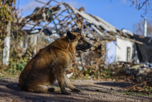 Rosyjski deputowany chce wysłać bezpańskie psy na Ukrainę