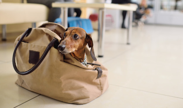 Pies w plecaku. Nietypowe znalezisko podczas kontroli na lotnisku