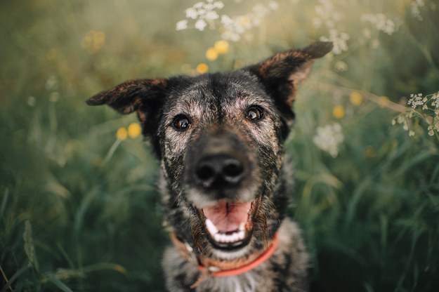 Jedne z najdawniejszych psów europejskich żyły w Kraju Basków