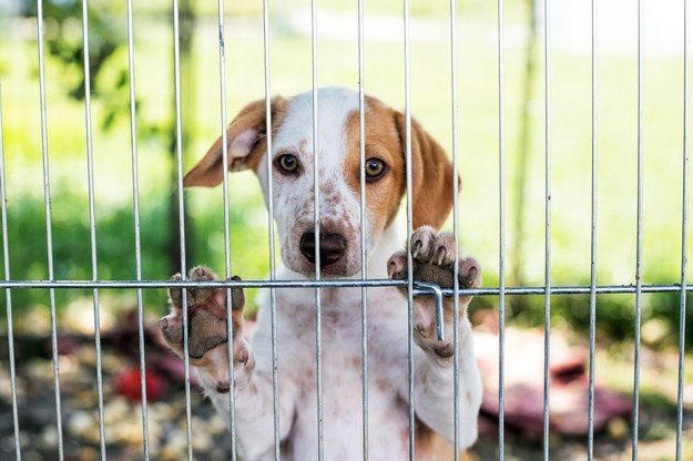 ​"Nie jestem świąteczną zabawką!" Gdańskie schronisko zawiesza adopcję zwierząt