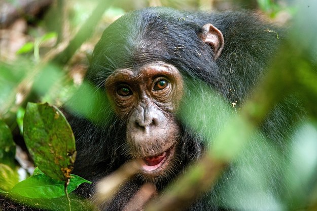 Szwecja: Schwytano szympansy, które wydostały się z klatki w zoo
