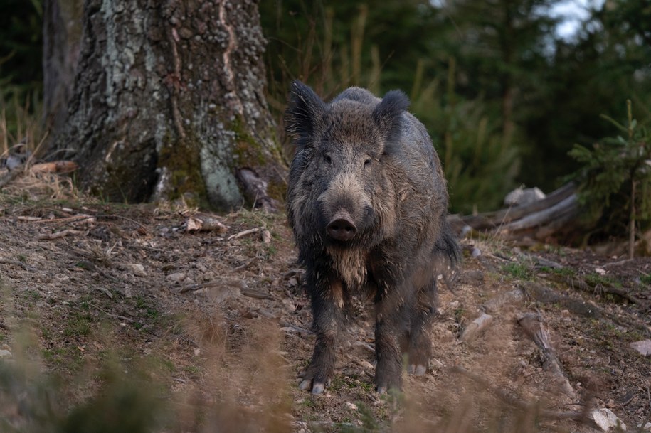 ​Atak watahy wilków na dużego dzika. Zobacz, co się stało