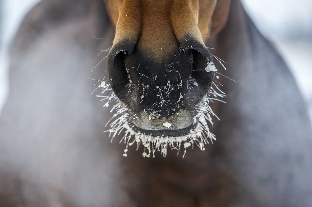 Miłośnicy koni szukają pomocy. Pod naporem śniegu zawaliła się hala