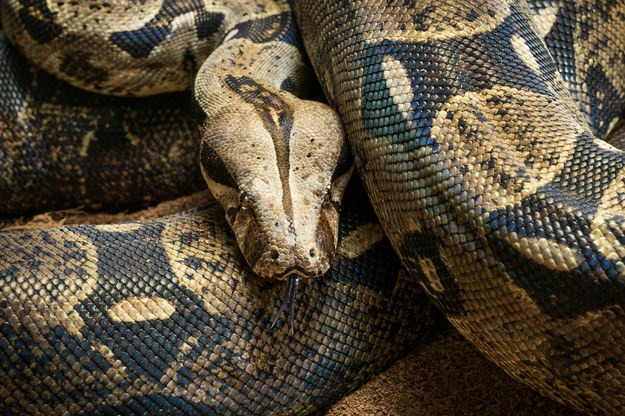 Niecodziennie odkrycie na lotnisku. W bagażu podręcznym był boa dusiciel