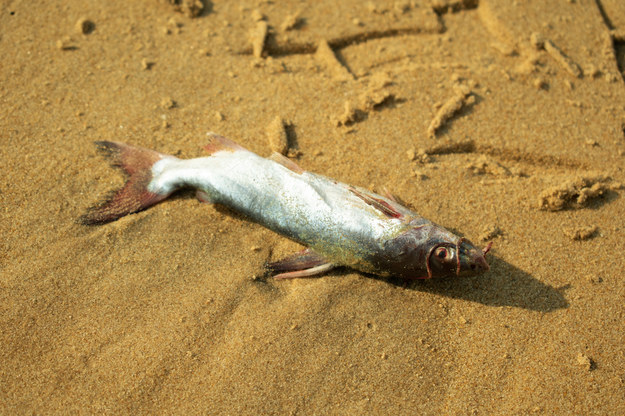 Tysiące martwych ryb na plażach we Francji. Dwie hipotezy specjalistów