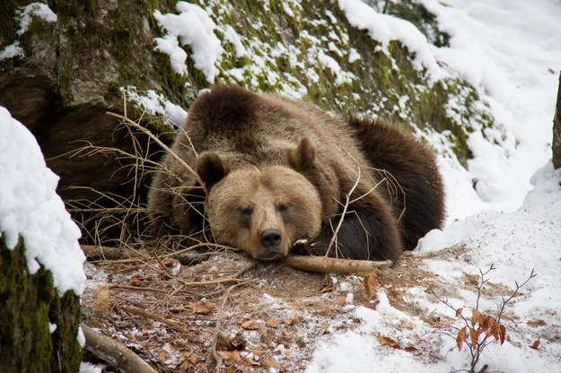 Bieszczady: Przygotuj się na bliskie spotkanie z niedźwiedziem
