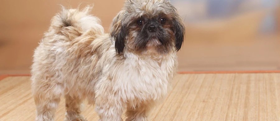 Skatował i powiesił psa na smyczy. Jest areszt dla podejrzanego