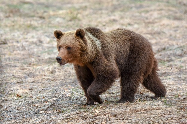 Atak niedźwiedzia w Bieszczadach. Poturbował 46-latkę