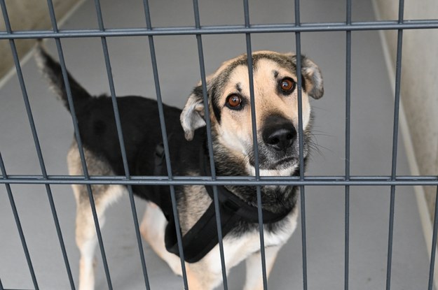 Łódzkie: Ruszyła akcja wywiezienia ze schroniska wygłodzonych psów