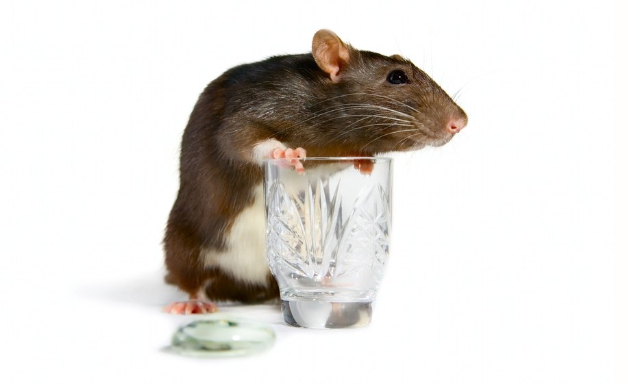 Zastrzyk trzeźwiący dla... myszy