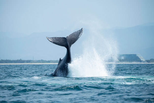 "Właściwy moment, by pójść na dno". Wieloryb gigant zatopił 13-metrową łódź