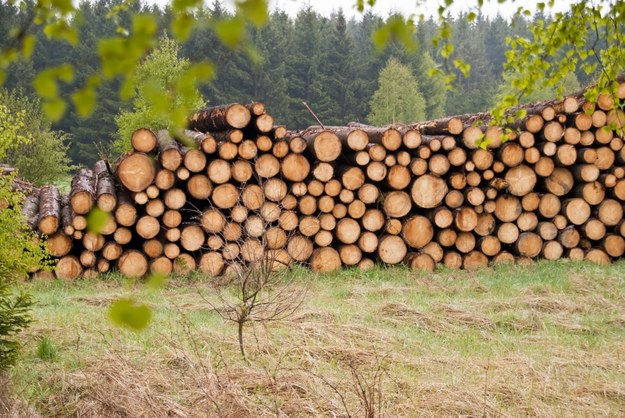 Katastrofa ekologiczna w Niemczech. Potężne zniszczenia lasów