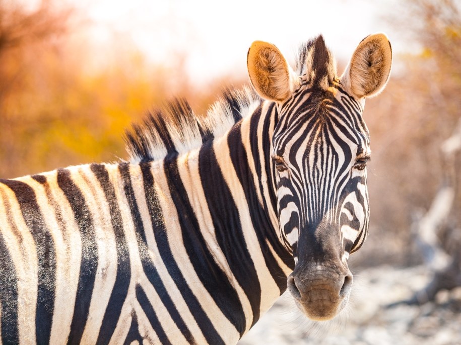 Uwaga, zebra na pasach! Zwierzę uciekło z zoo [FILMY]