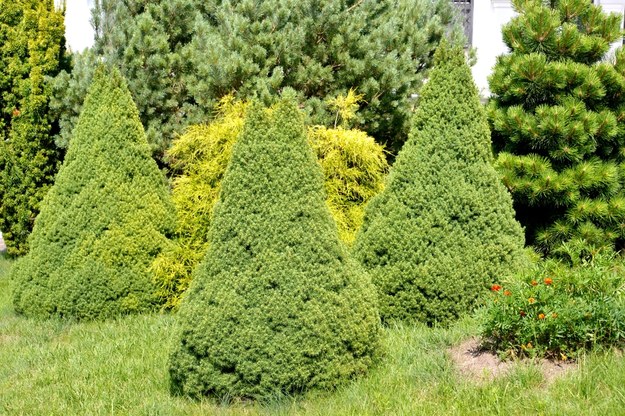 ​Ponad 50 świerków ukradzionych z plantacji. Ojciec i syn zatrzymani