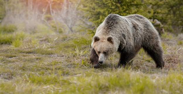 Szok we Włoszech. Niedźwiedź zabił 26-letniego biegacza