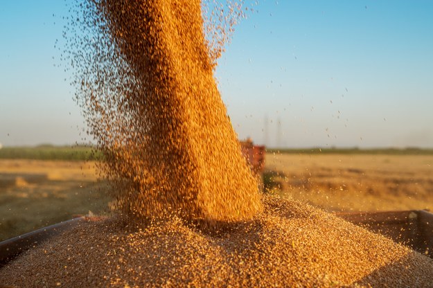 Import zbóż z Ukrainy wstrzymany, tranzyt monitorowany