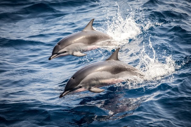 Delfinom z Morza Czarnego grozi wyginięcie. Powodem wojna w Ukrainie