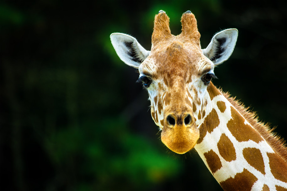 Przyjdź do poznańskiego zoo na spotkanie ze zwierzętami