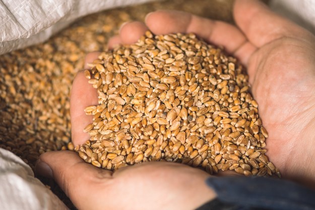 "Rz": Zboże techniczne z Ukrainy sprzedane polskim producentom mąki