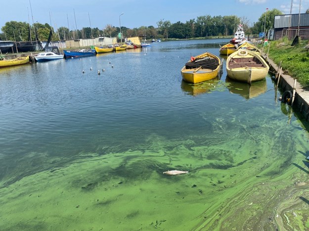 Przedsiębiorcy pełni obaw. Czy złote algi zrujnują biznes nad Odrą?