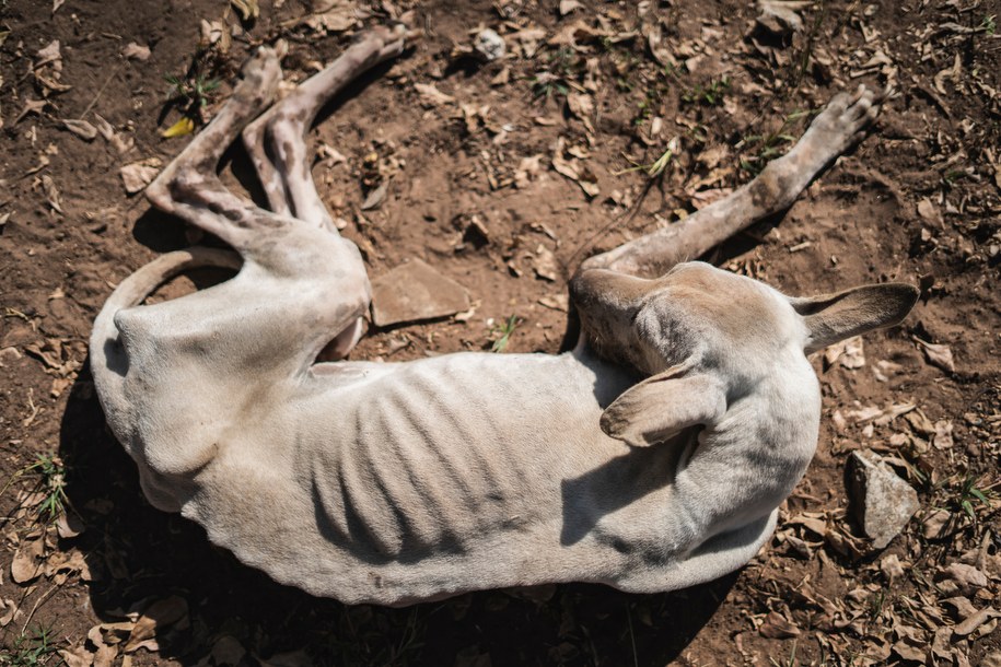 Za ratowanie psa groził sąsiadom śmiercią