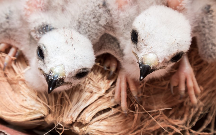 Sokoły wędrowne wykluły się na terenie zakładu PKN Orlen. Czekają na imiona