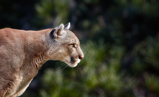Puma zaatakowała 70-latka. Turysta ma rany głowy i ramion