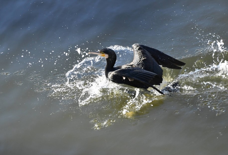Setki zabitych piskląt kormoranów na Jeziorze Tonowskim