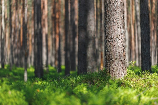 ​W Sopocie ruszają konsultacje społeczne ws. wycinki lasów