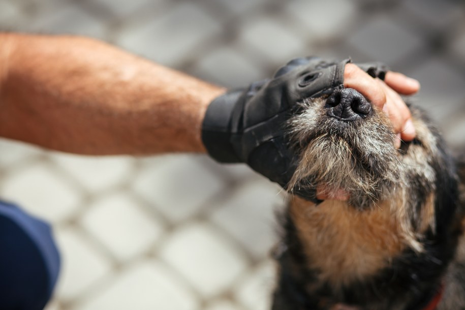 Wygolił psu sierść i wymalował napis obrażający Putina. Usłyszał zarzuty