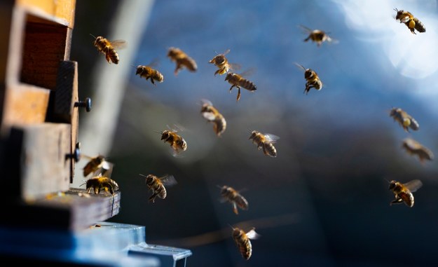 Tysiące martwych pszczół pod Pleszewem. Zostały otrute?