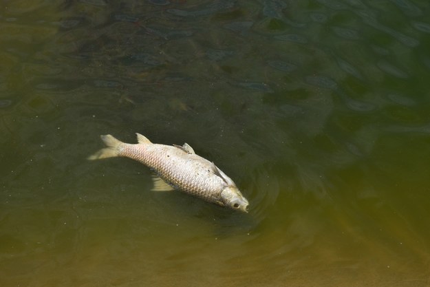 Śnięte ryby w Kanale Gliwickim. Eksperci ustalają przyczyny