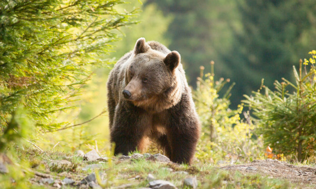 Co z niedźwiedziem z Nowego Sącza? Nowe informacje
