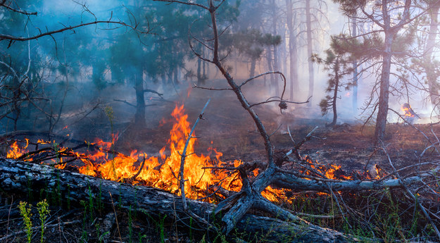 Wysokie zagrożenie pożarowe w polskich lasach. Alert RCB
