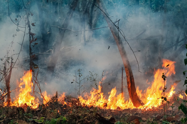 W lasach całej Polski najwyższy stopień zagrożenia pożarowego