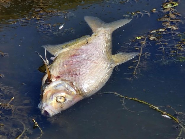 Śnięte ryby w Kanale Gliwickim. Strażacy mają natleniać wodę