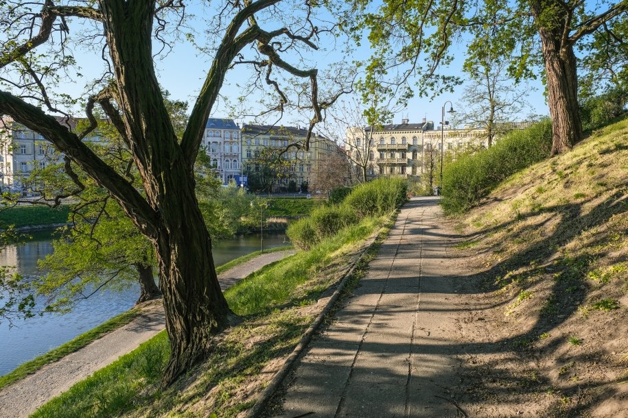 Kilka śniętych ryb we wrocławskiej miejskiej fosie