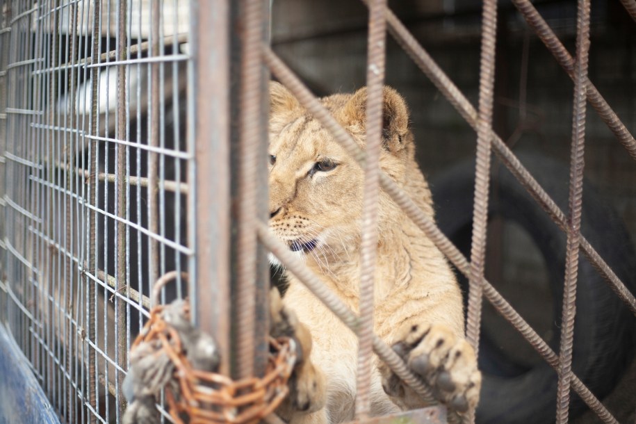 Lwy z Ukrainy w poznańskim zoo