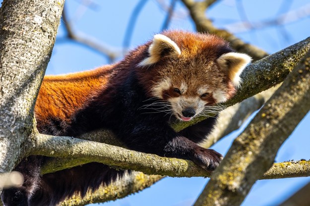 Pandka ruda uciekła z wybiegu gdańskiego zoo. Strażacy w akcji