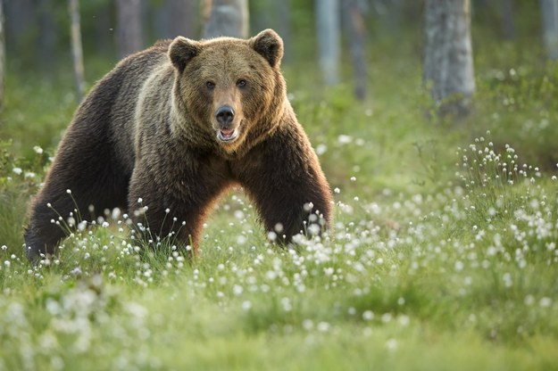 Niedźwiedzie coraz bardziej zuchwałe. Specjalna grupa zajmie się odstraszaniem