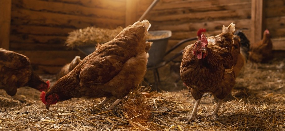 "Myślał o rosole". 73-latkowi grozi 10 lat za napad na kurnik