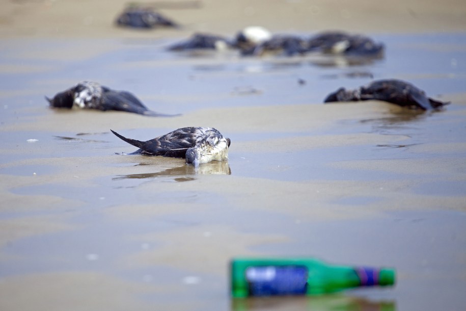 Martwe mewy z groźnym wirusem. Północ Szczecina strefą objętą zakażeniem